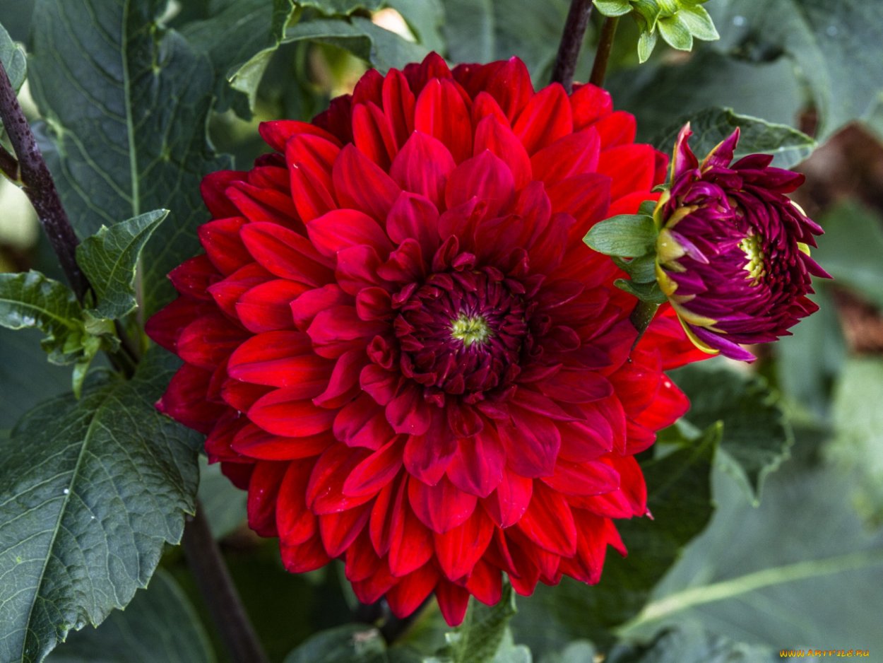 Георгины Ричард красный