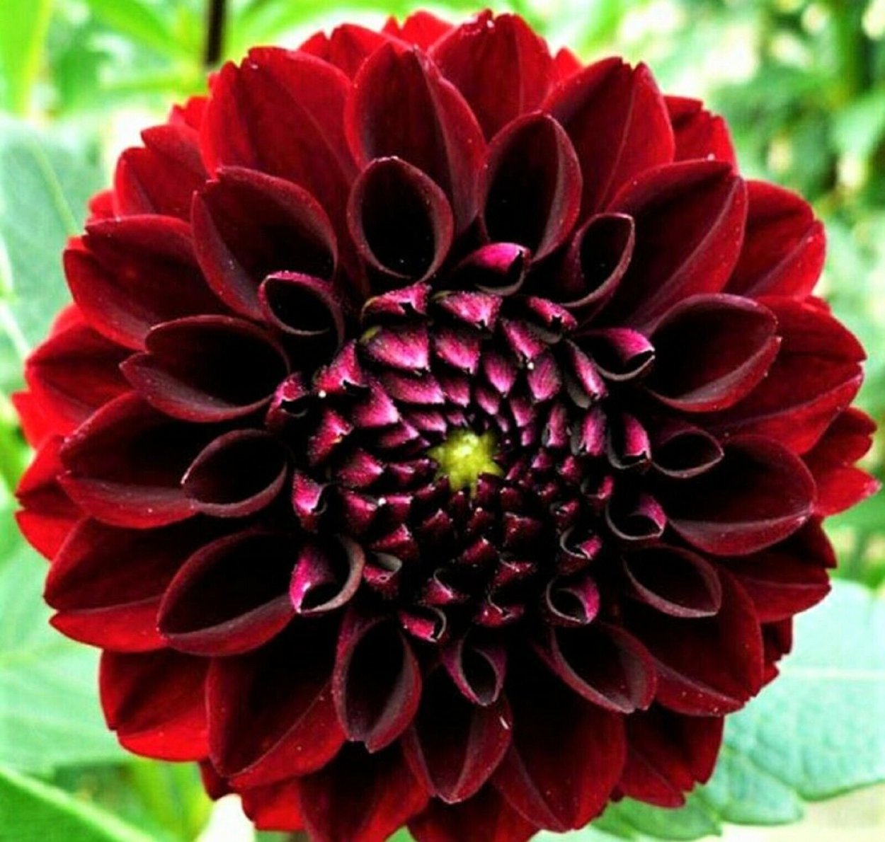 Георгина ред Фубуки