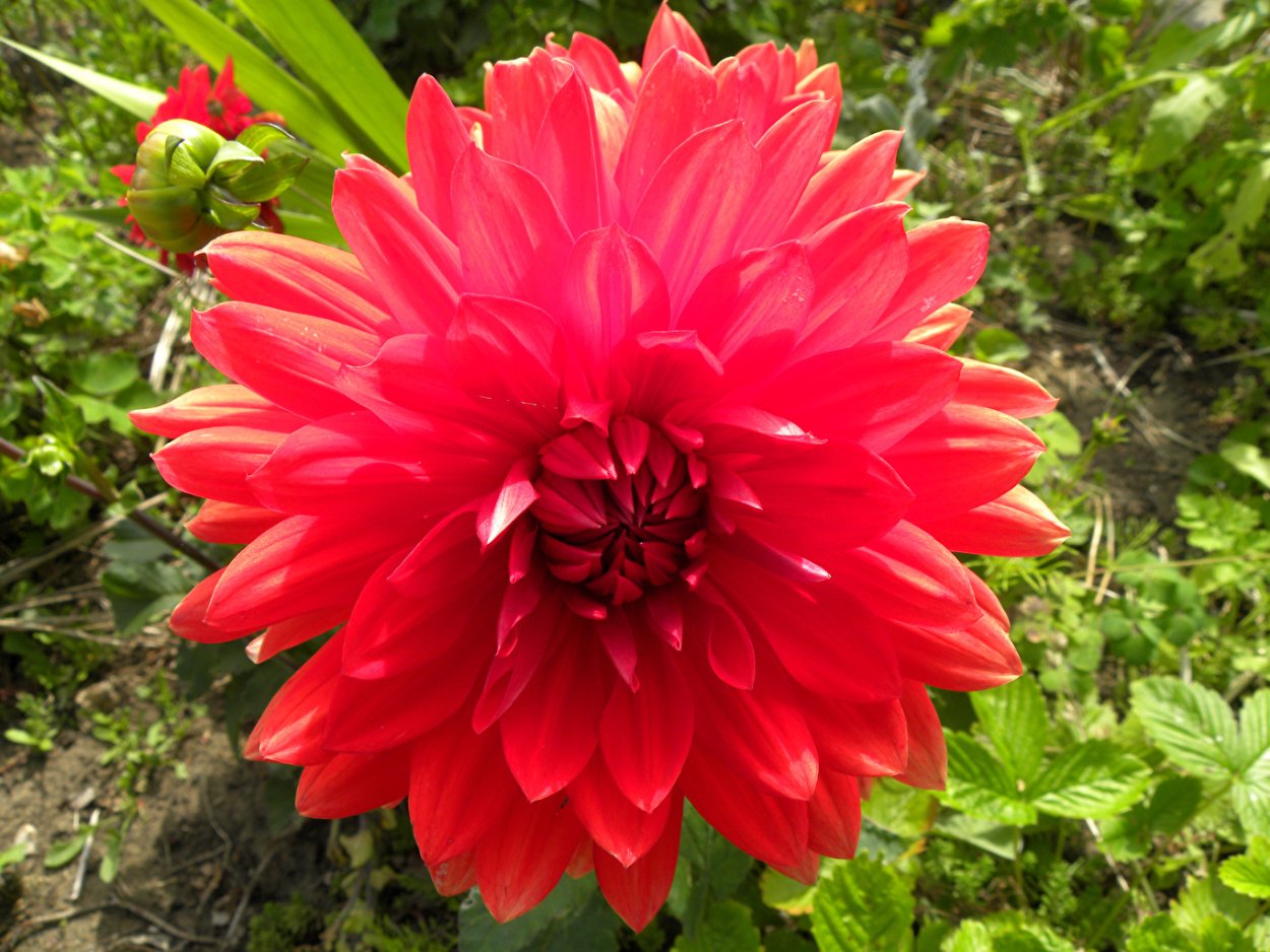 Георгин клубневый