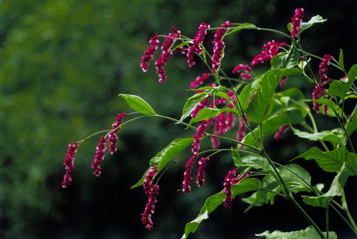 Горец Восточный