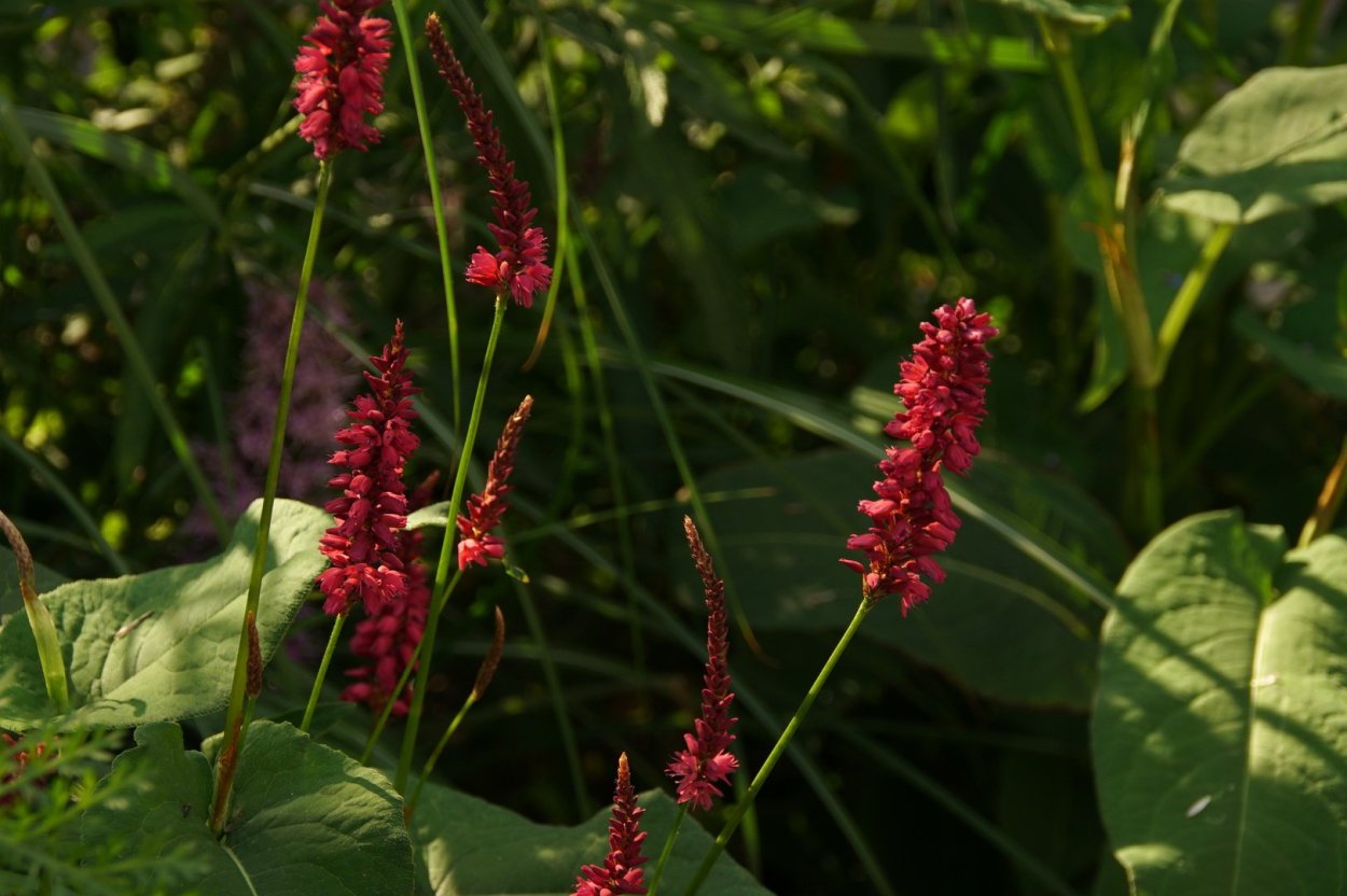 Горец остроконечный ‘compactum’