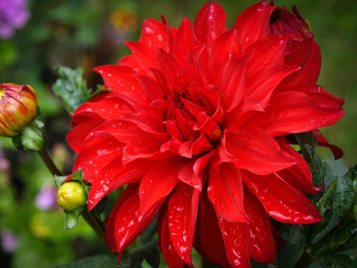 Георгина Скарлет ред