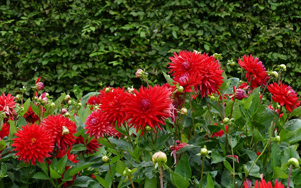 Георгины красные игольчатые