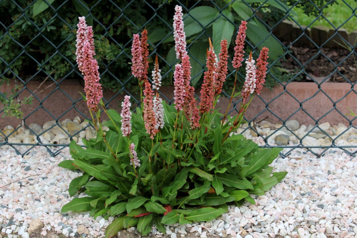 Горец (гречиха) Вейриха