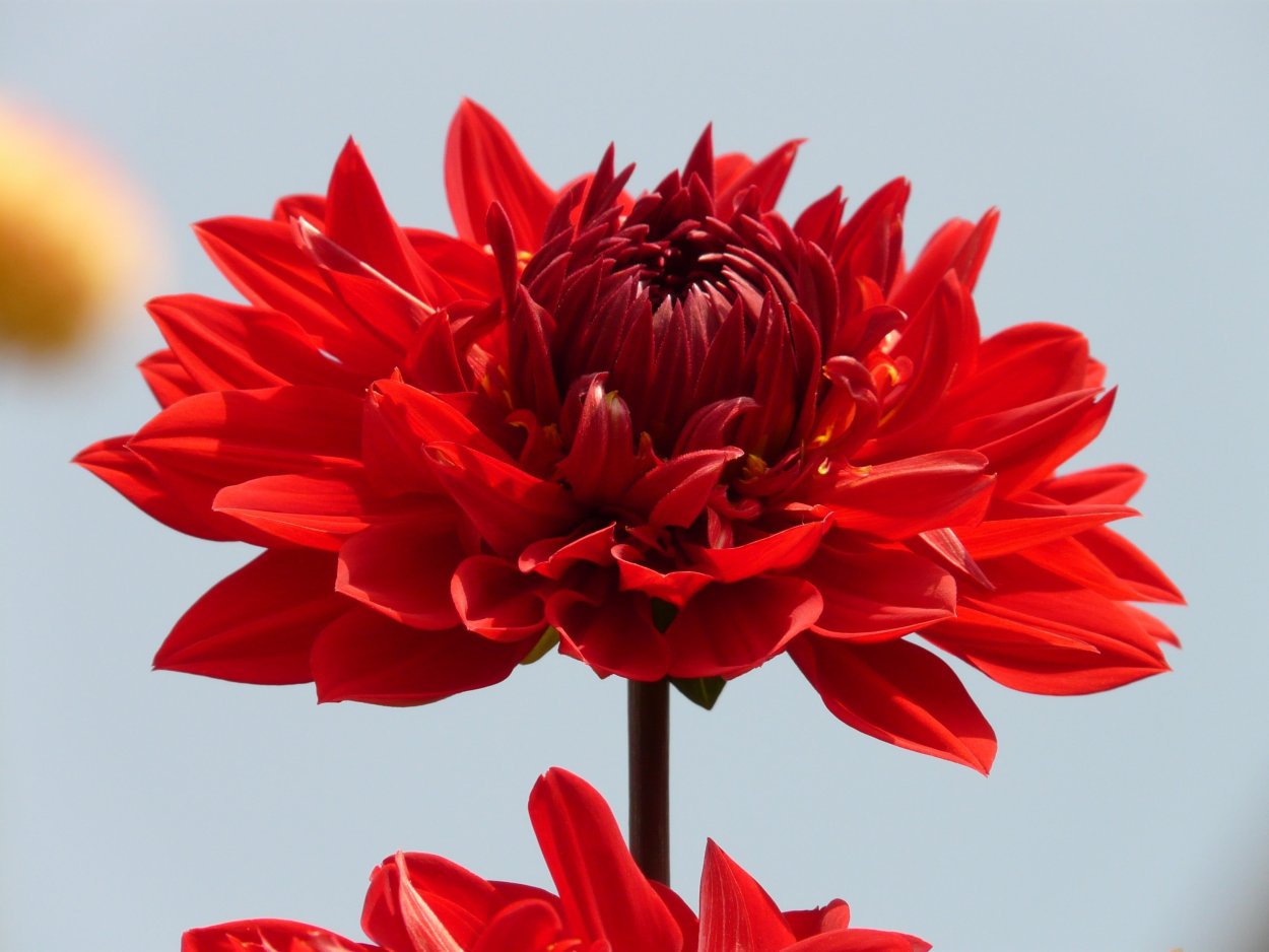 Георгина Гербера