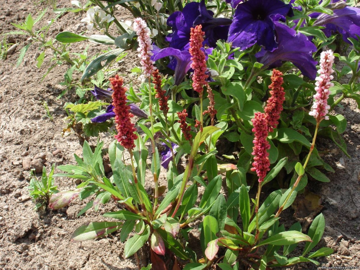 Волжанка двудомная (Aruncus dioicus)