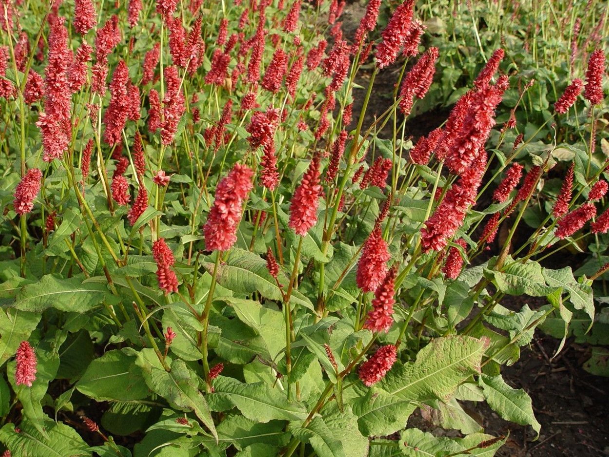 Горец кустарниковый