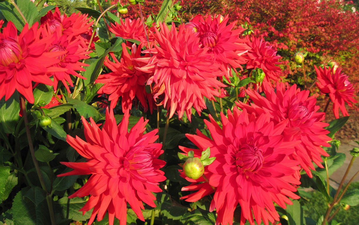 Георгин Скарлет ред