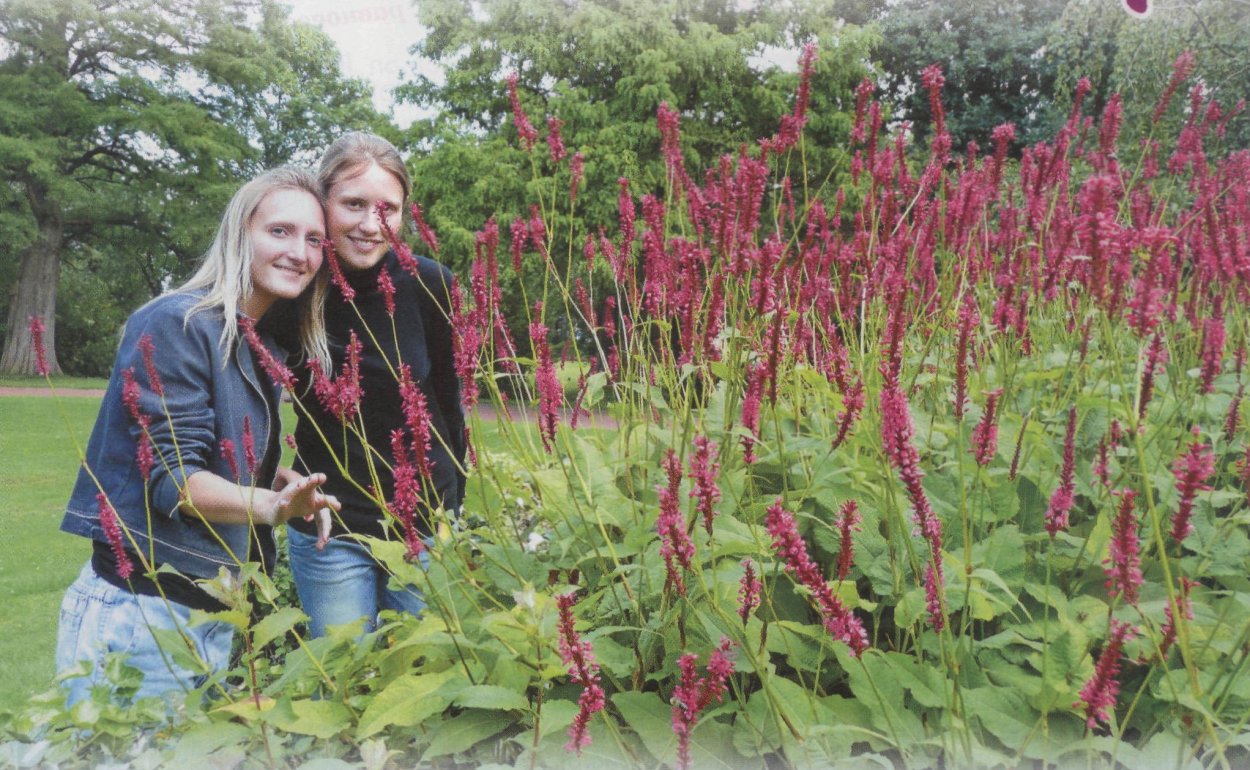 Fallopia baldschuanica