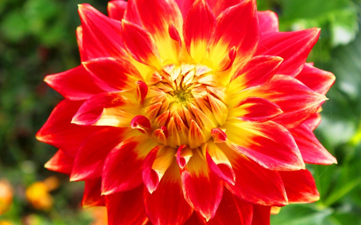 Георгина Vectra