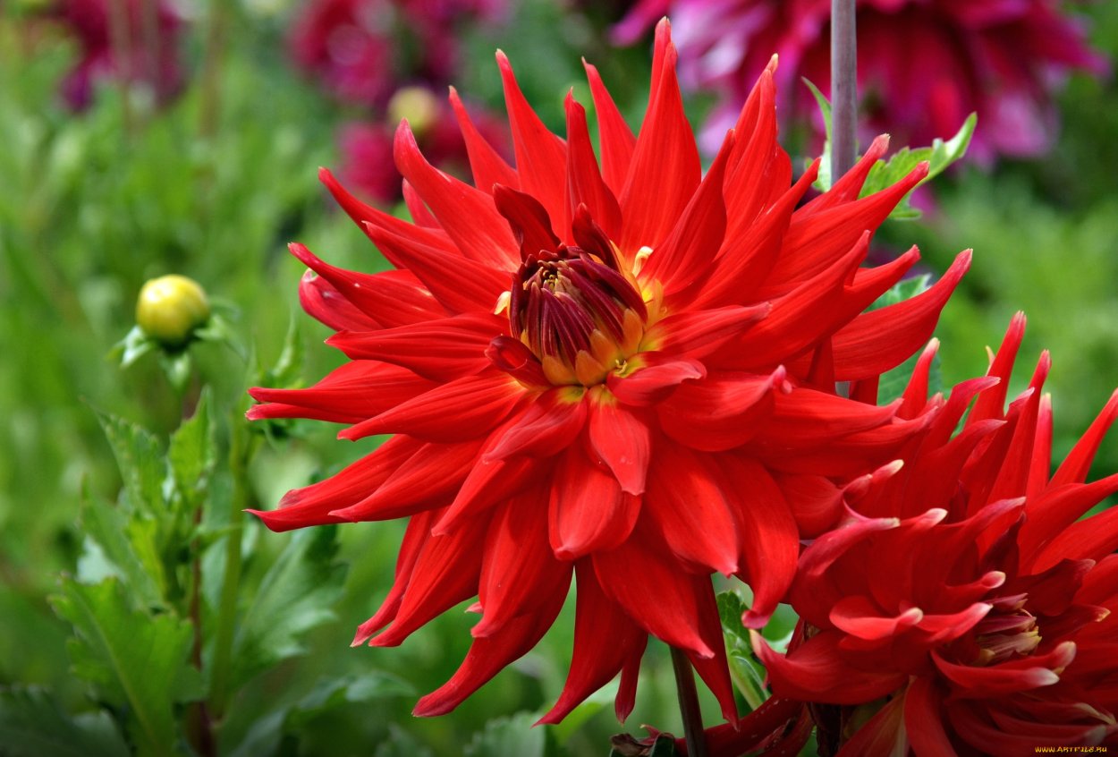 Георгины Ричард красный