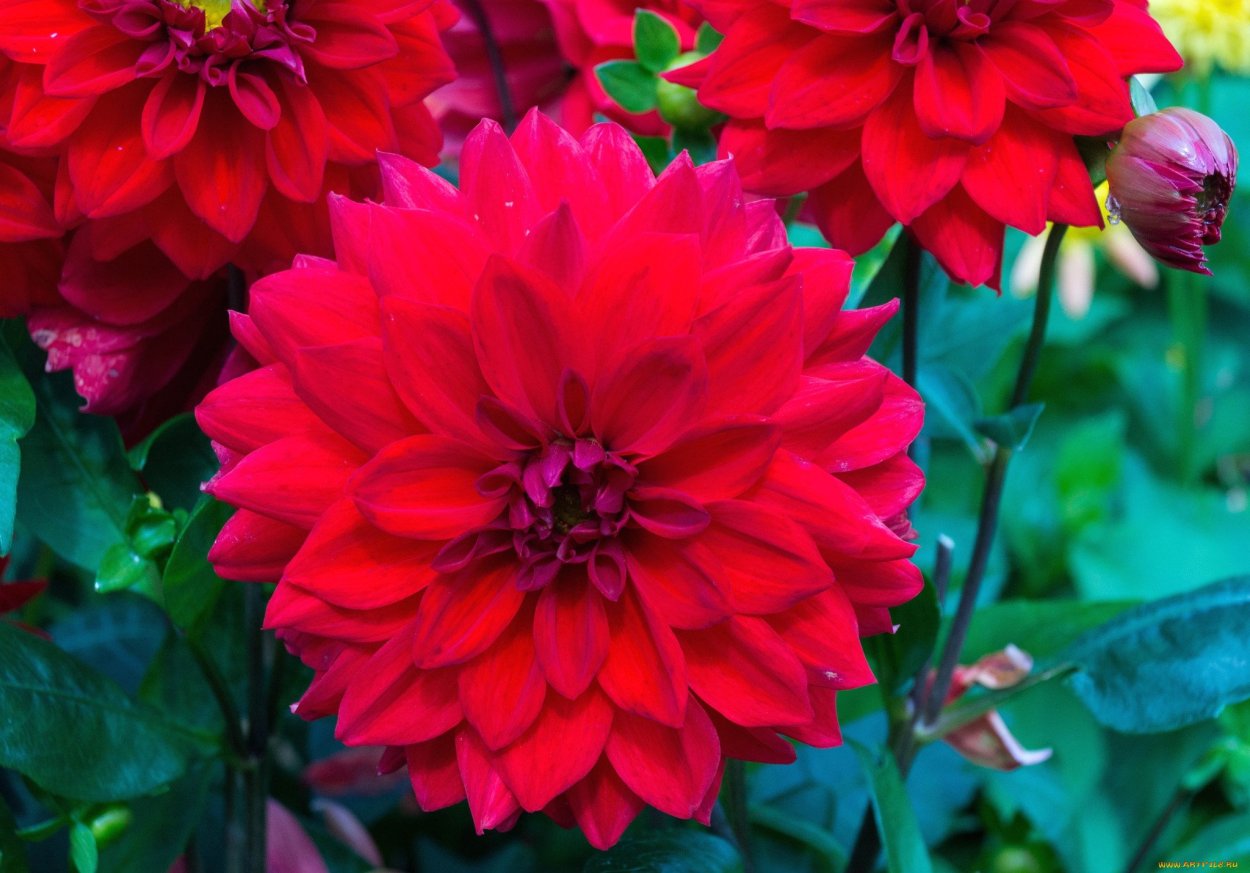 Георгина Gloriosa