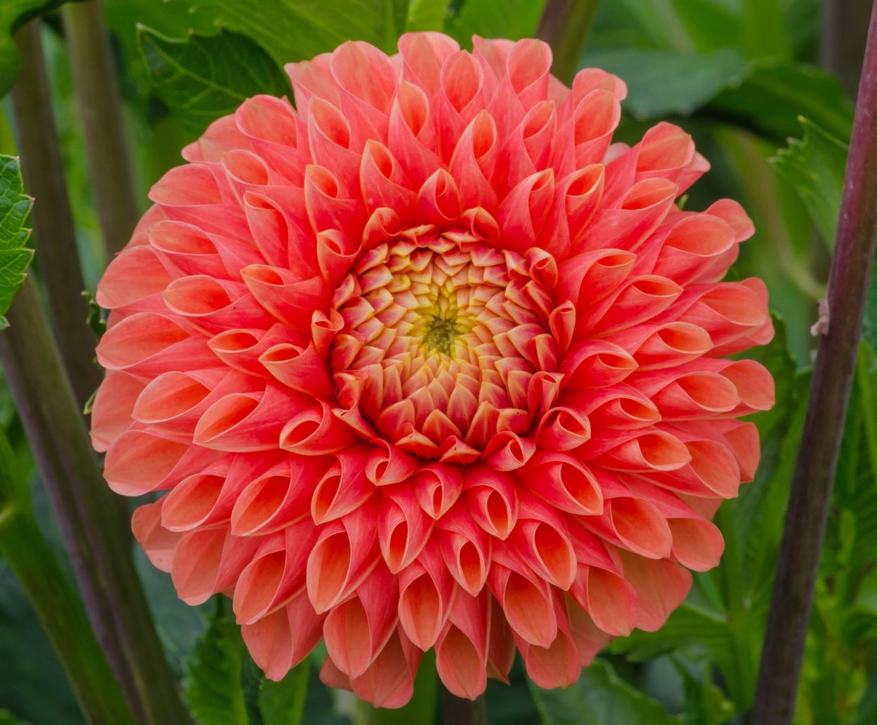 Георгины лотосовидные