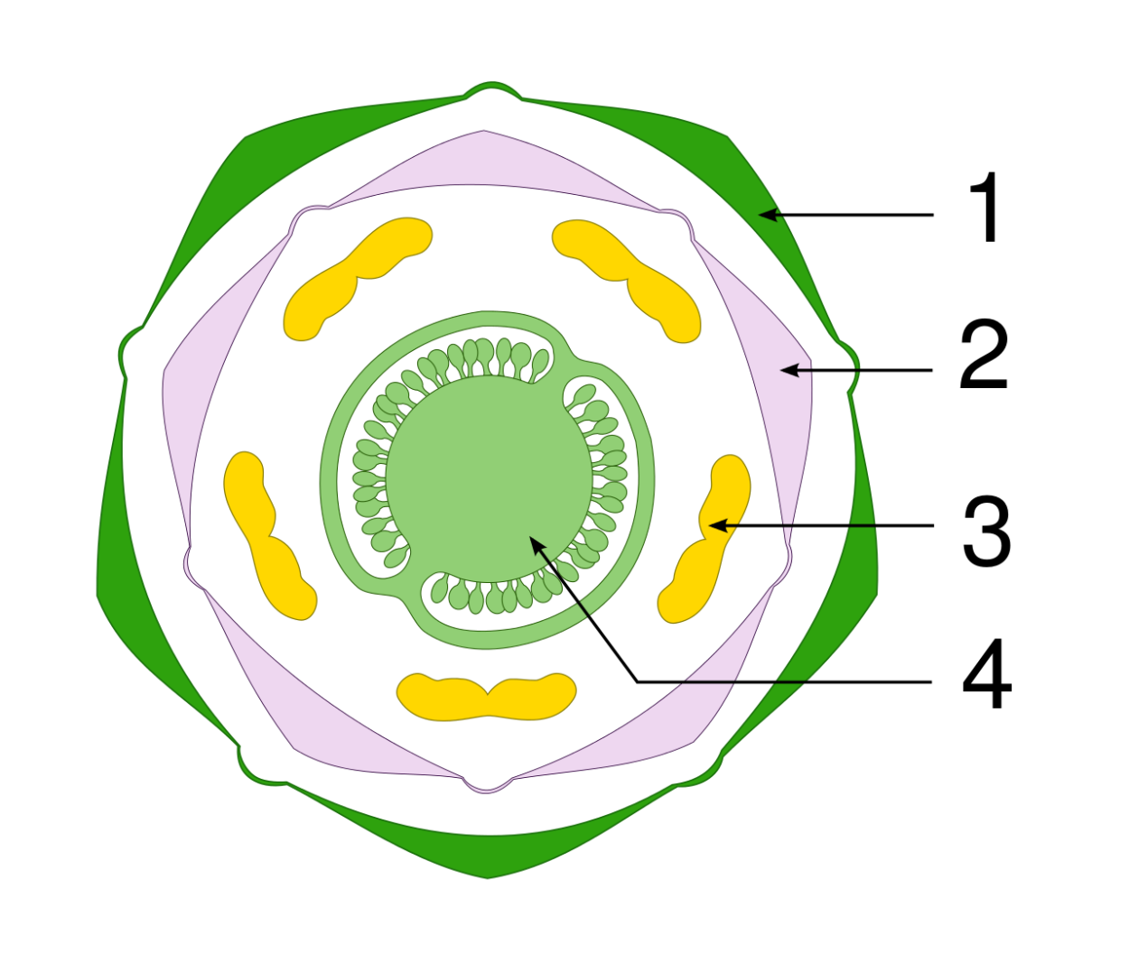 Соланум жасминовидный