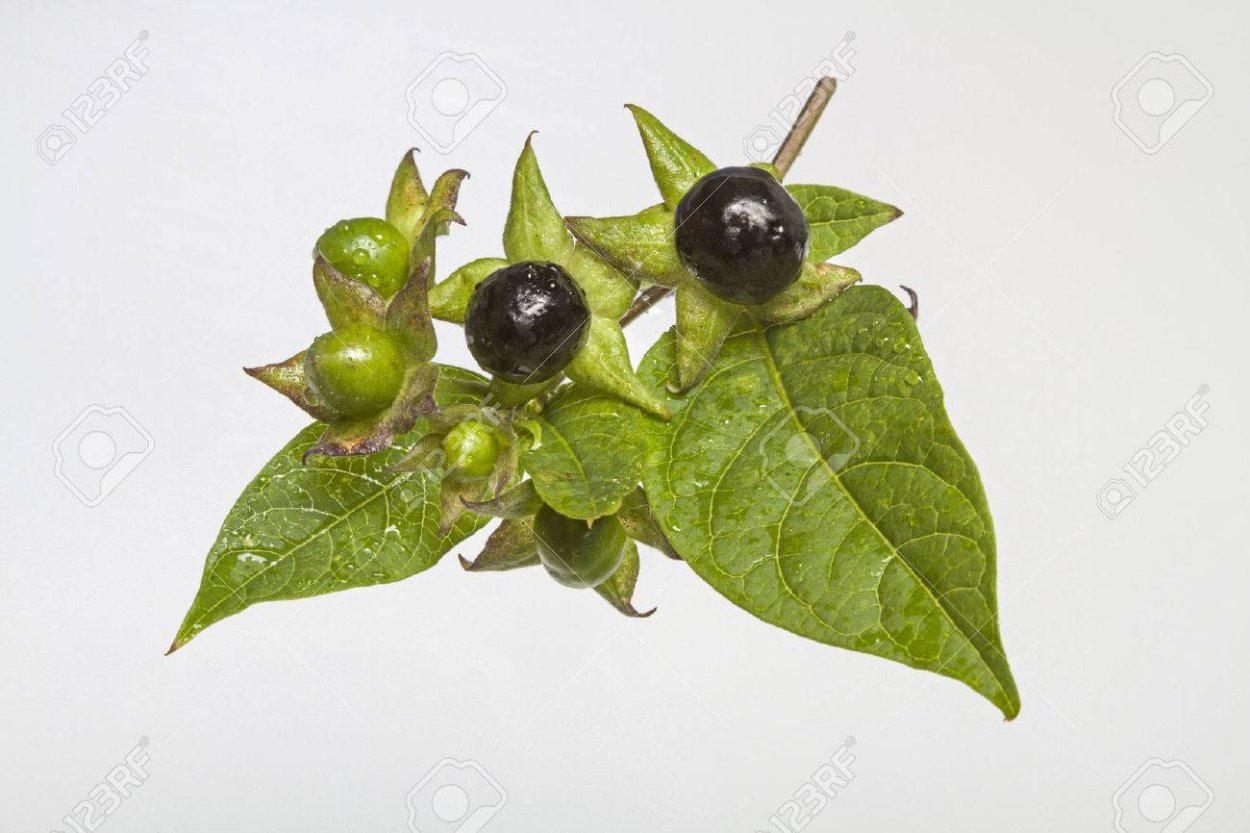 Томат Пасленовые