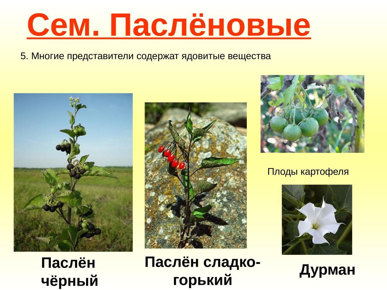 Белена Ботаническая иллюстрация