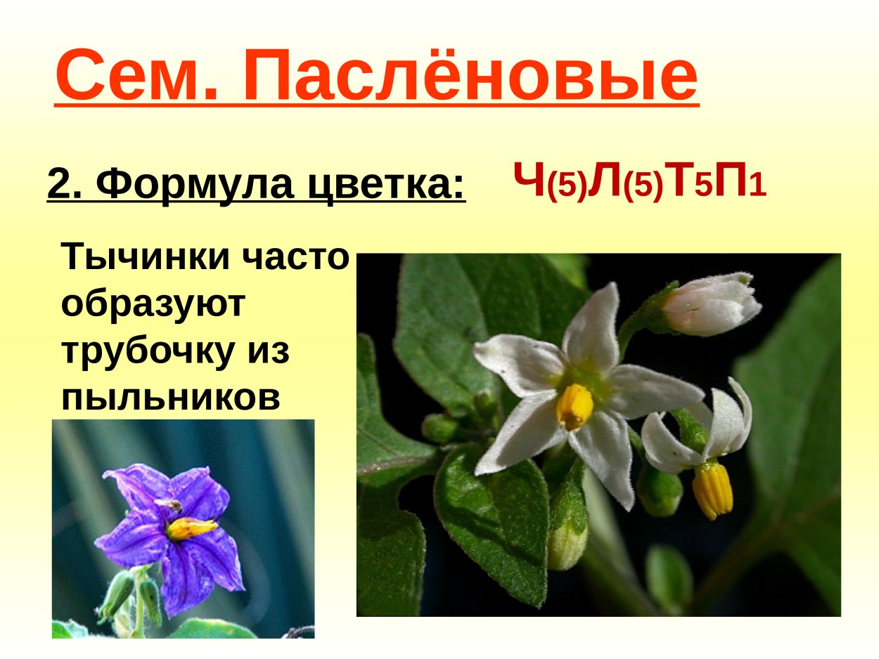 Баклажан семейство пасленовых