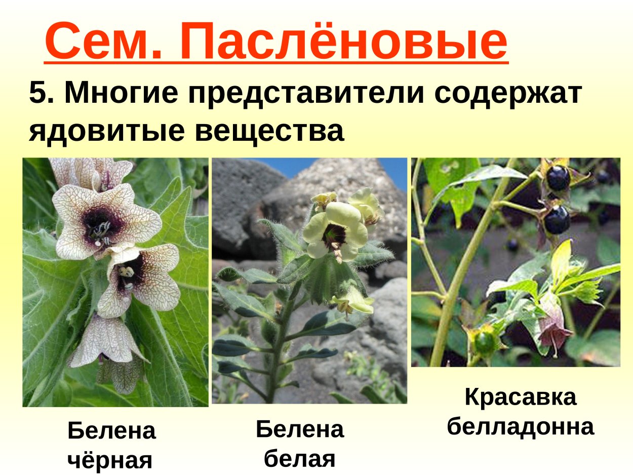 Паслен Лиана