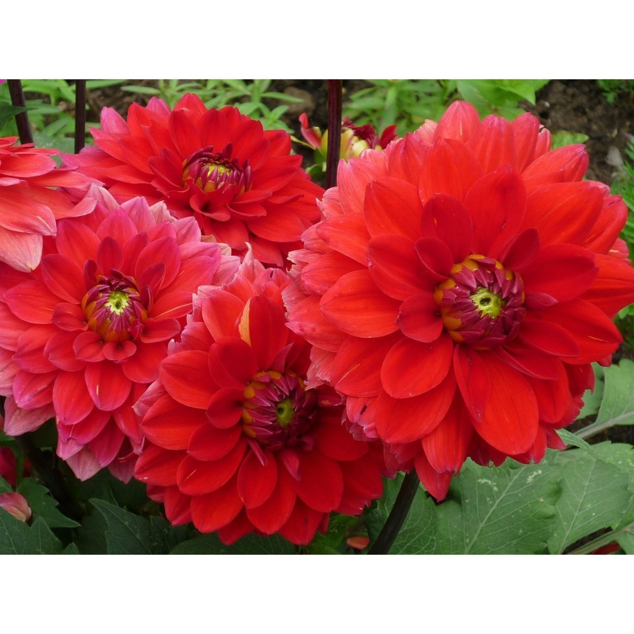 Алые георгины