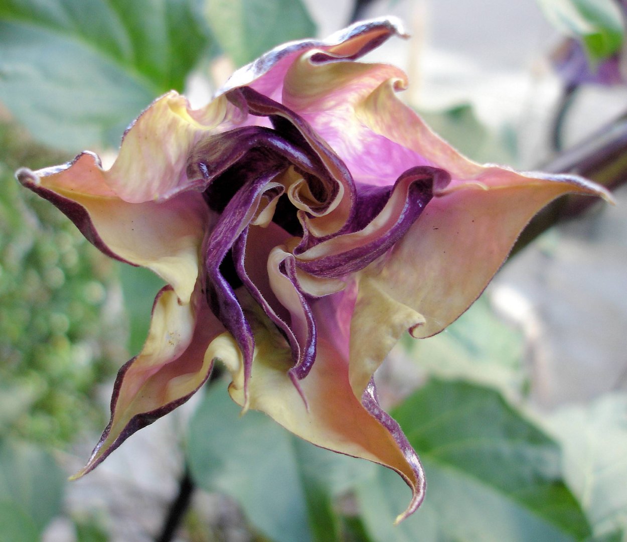 Модель цветка по биологии