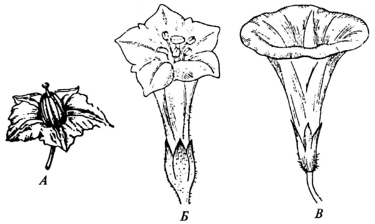 Перец Пасленовые