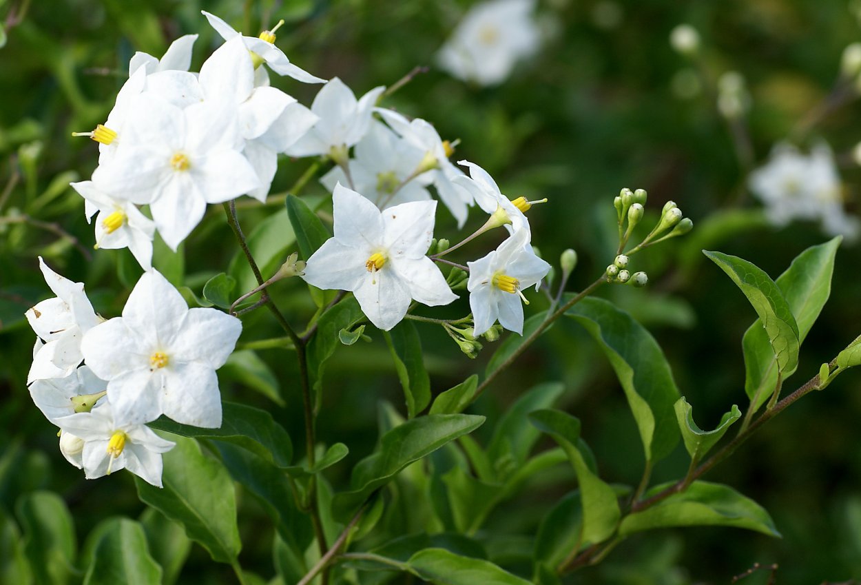 Паслен персидский