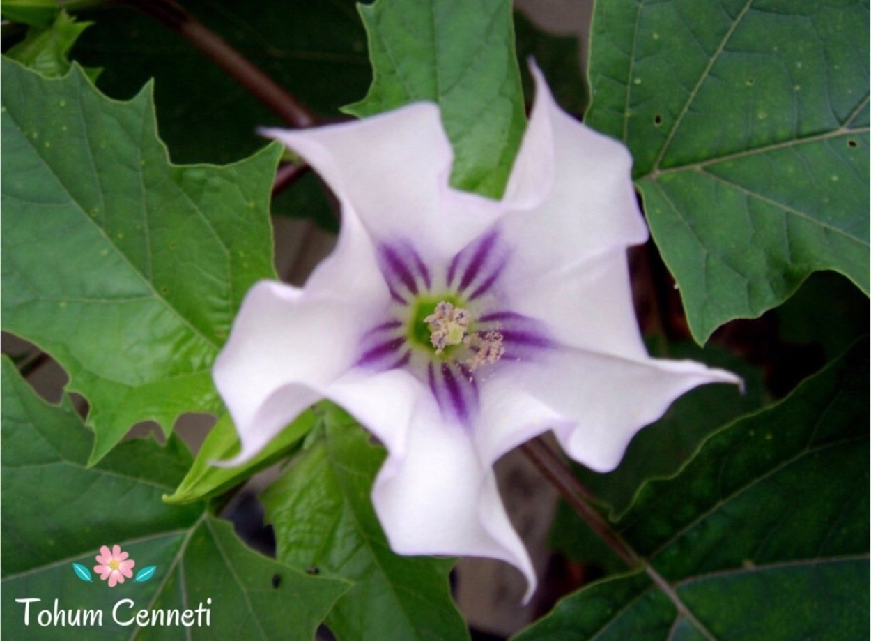 Ядовитые Пасленовые растения