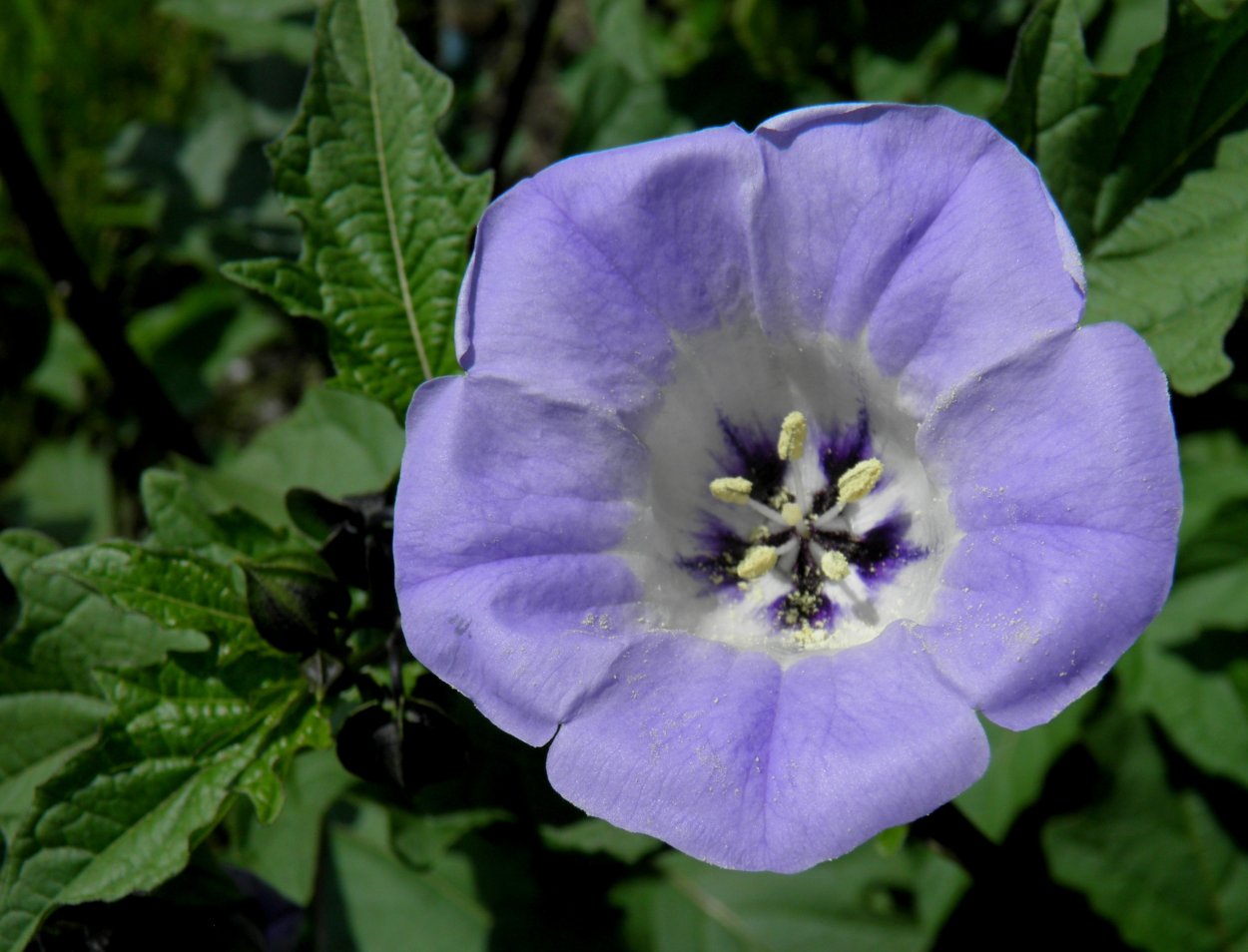 Паслен сладко-Горький формула цветка