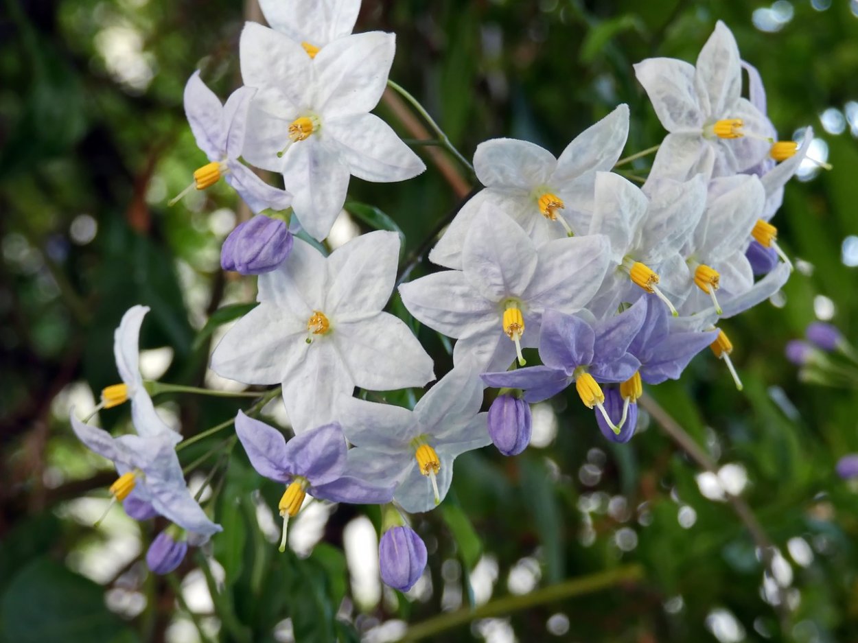 Паслен санберри