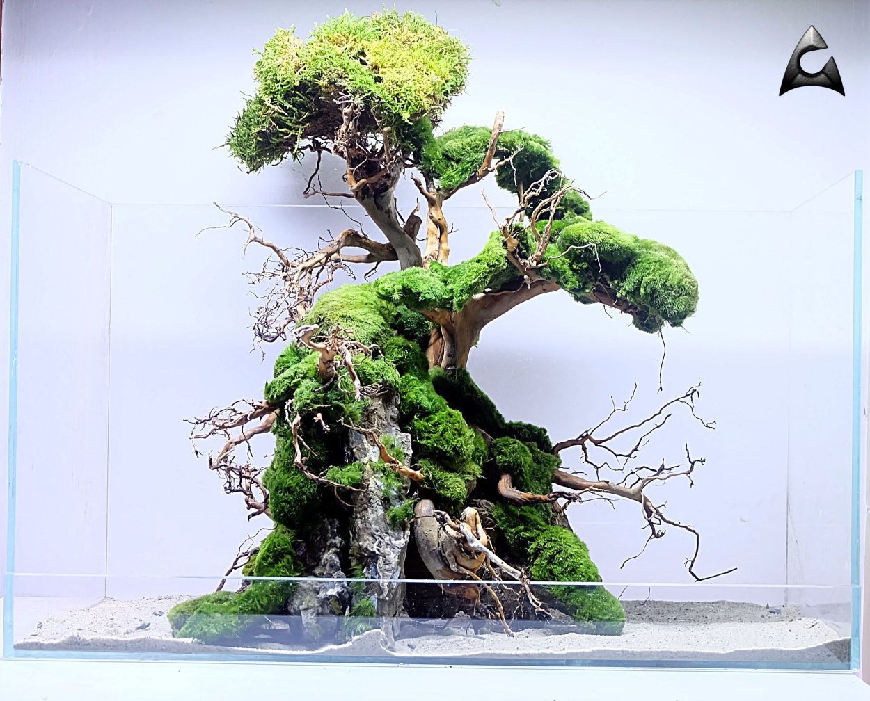 Дерево Бодхи бонсай