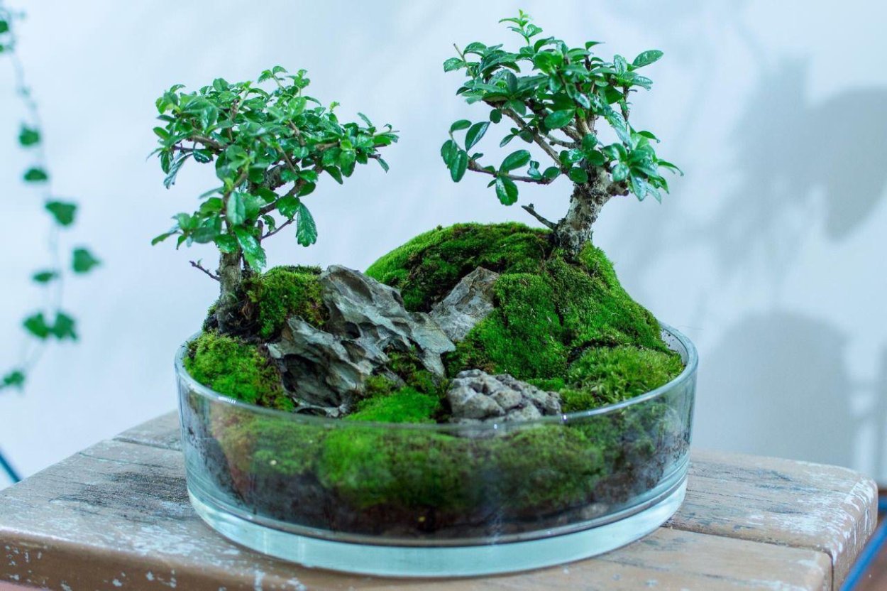 Банзай из стабилизированного мха