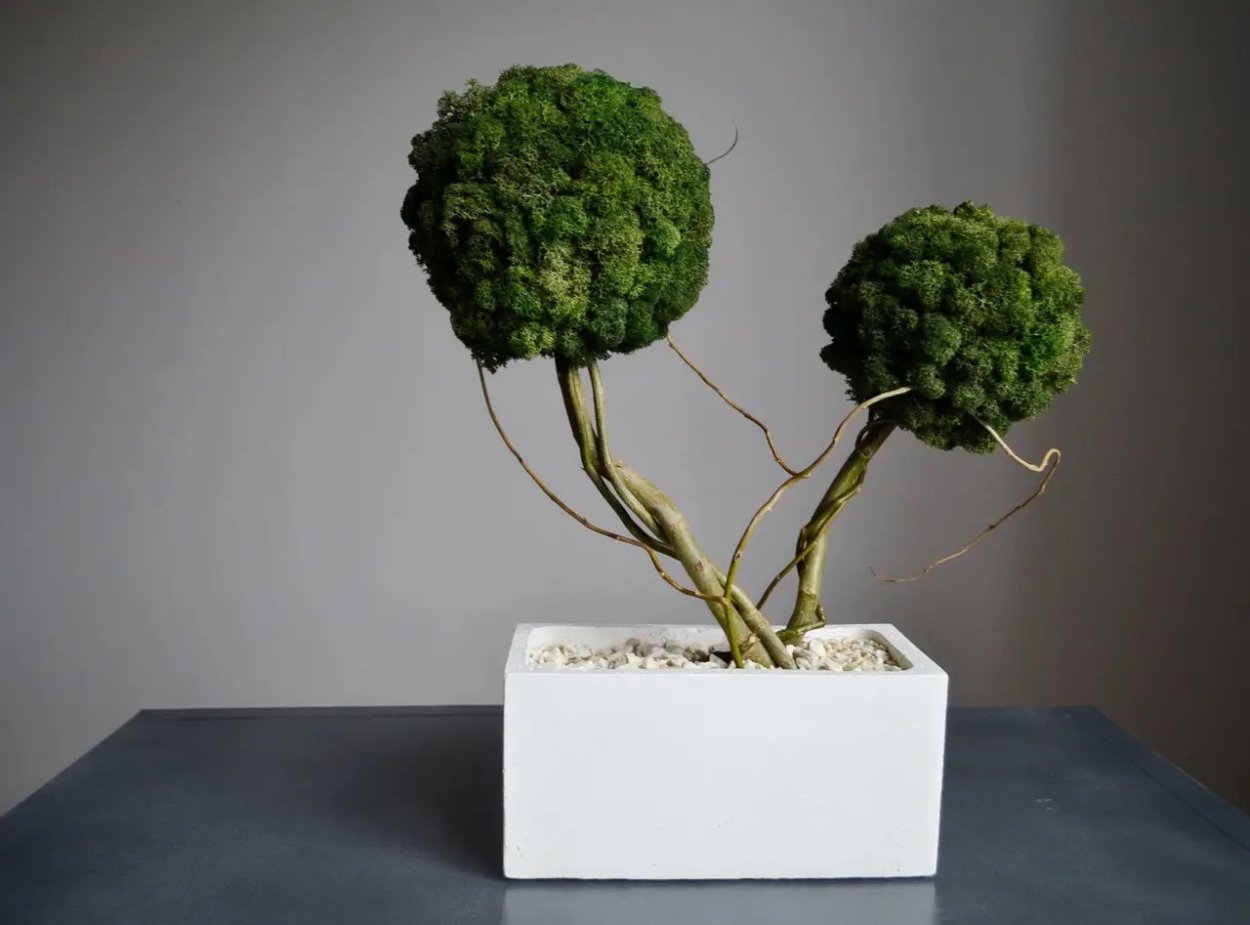 Мох для бонсай