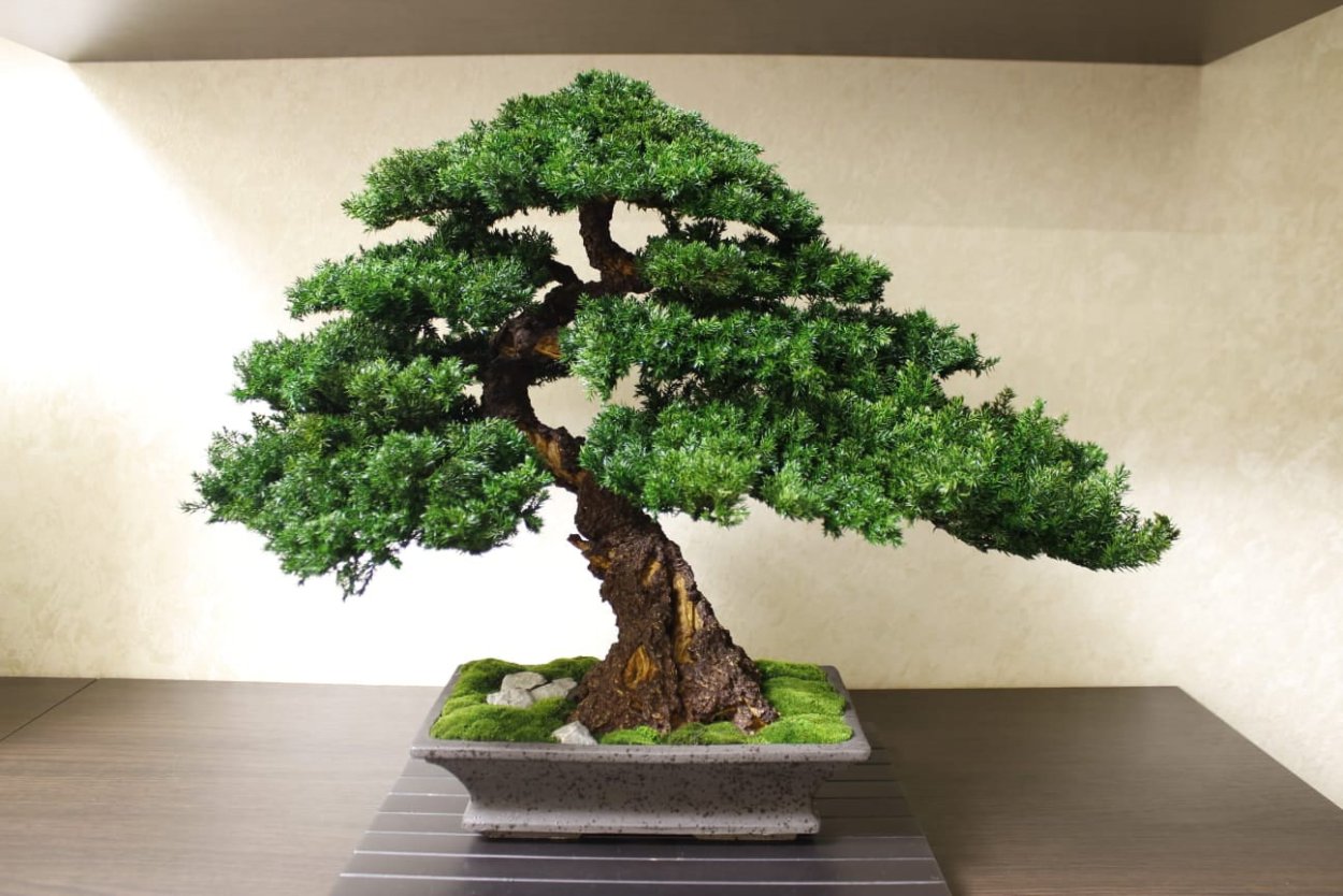 Стабилизированный мох дерево Банзай