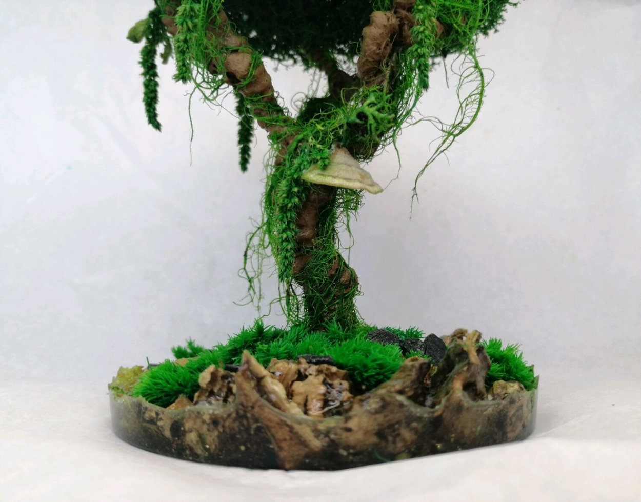 Мох для бонсай