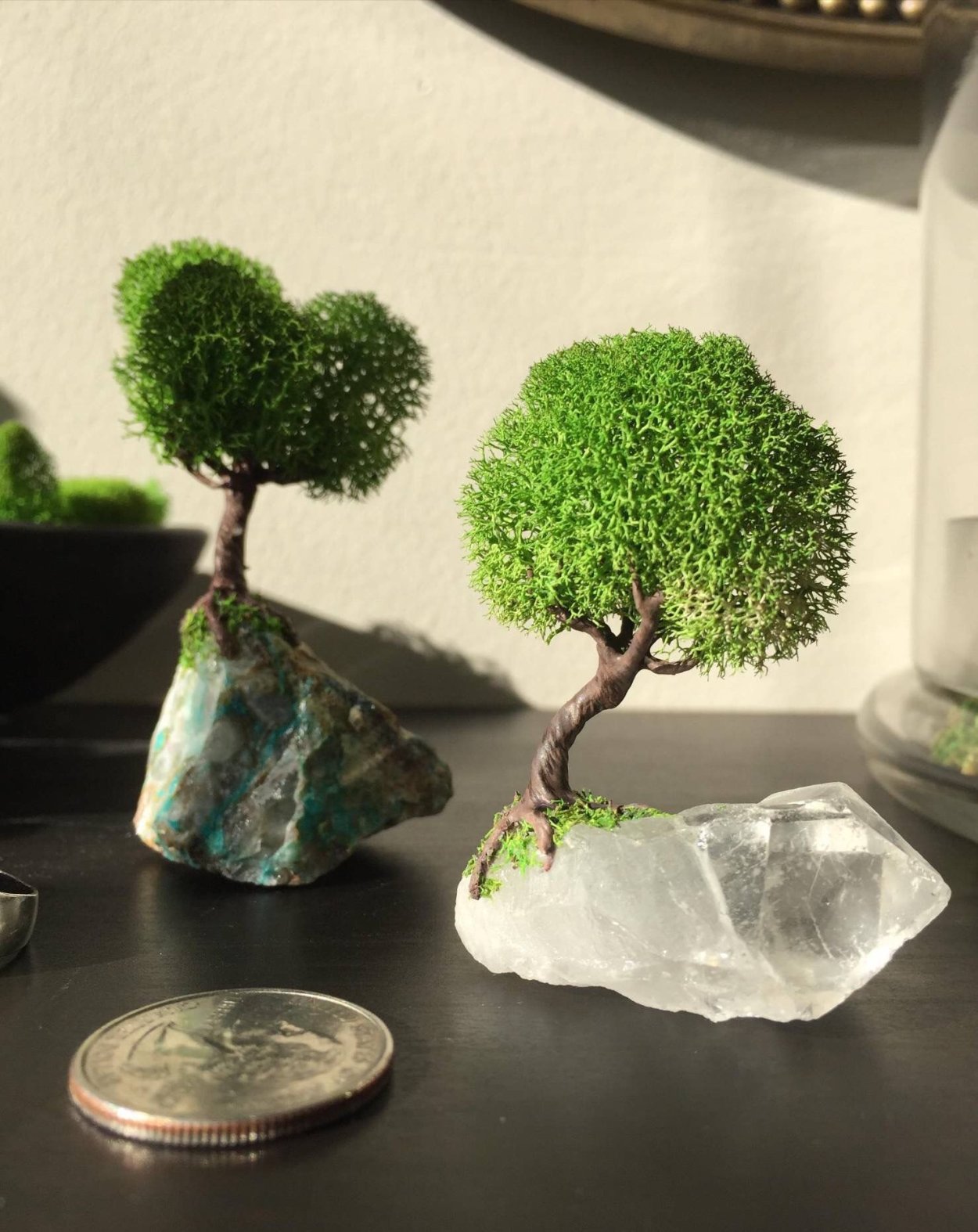 Бонсай можжевельник стабилизированный