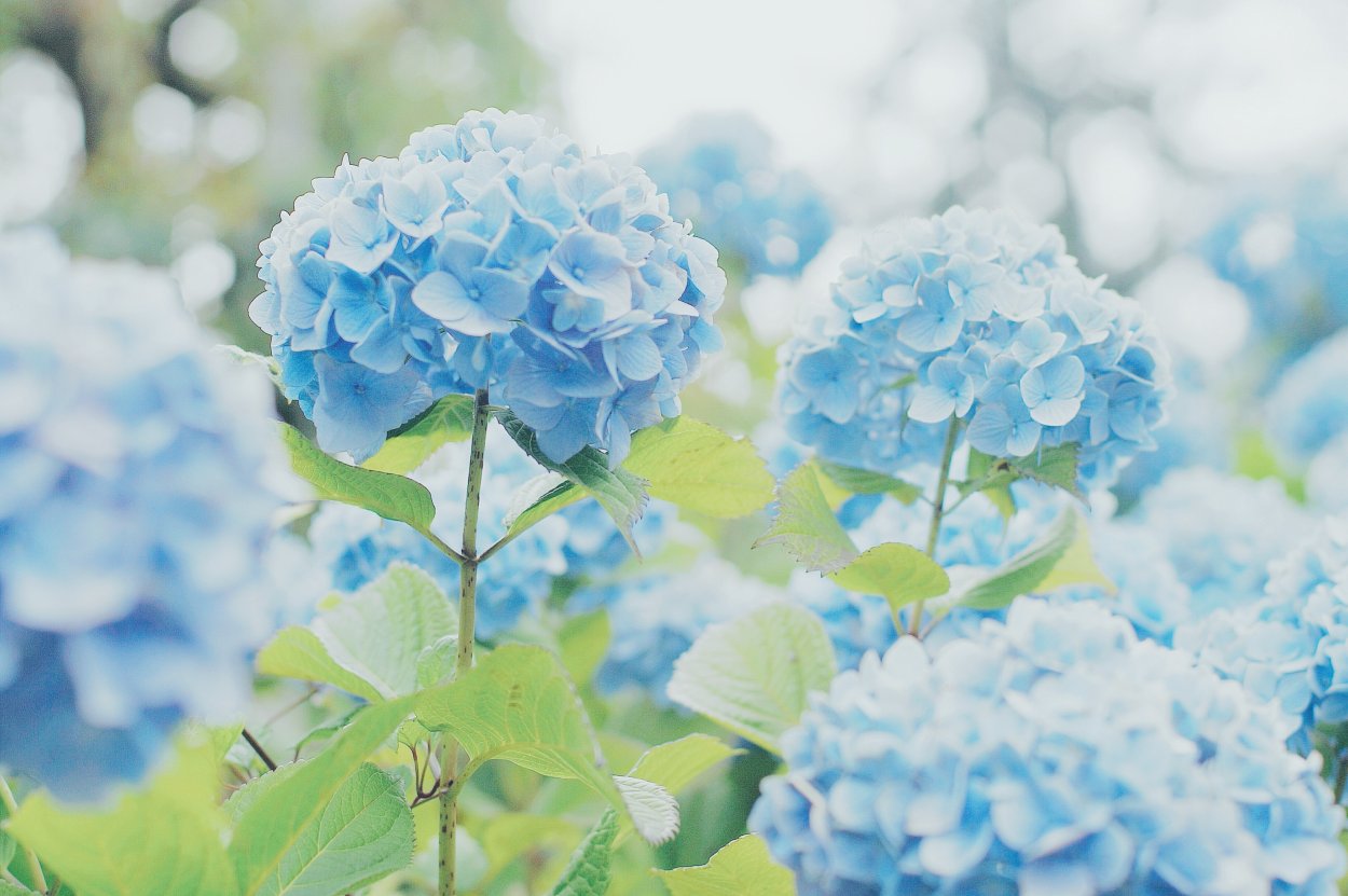 Гортензия Окская Весна