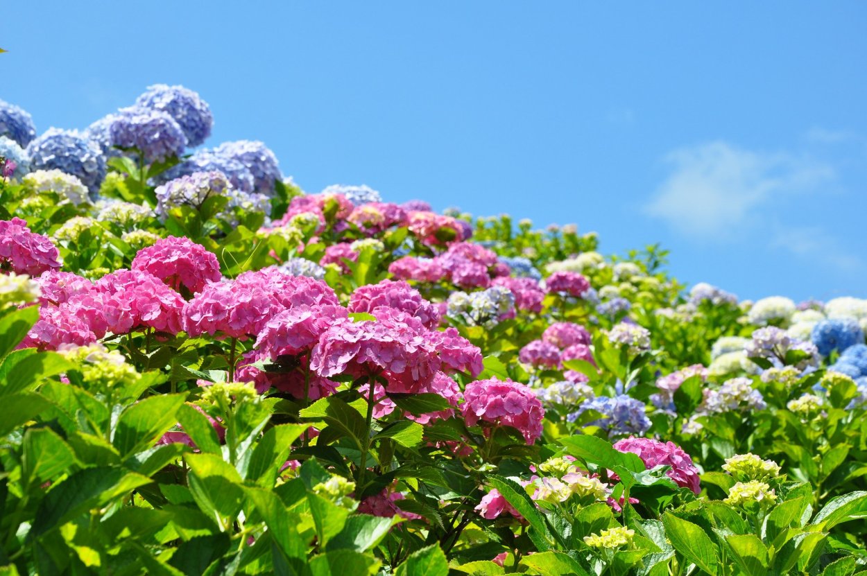 Hydrangea Mountain