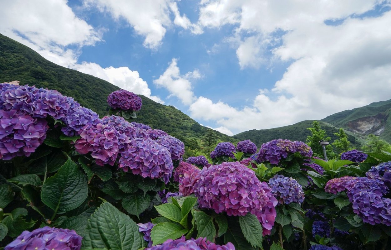 Гортензия Везувий