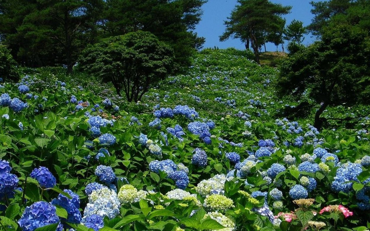 Долина цветущих гортензий, Тайвань