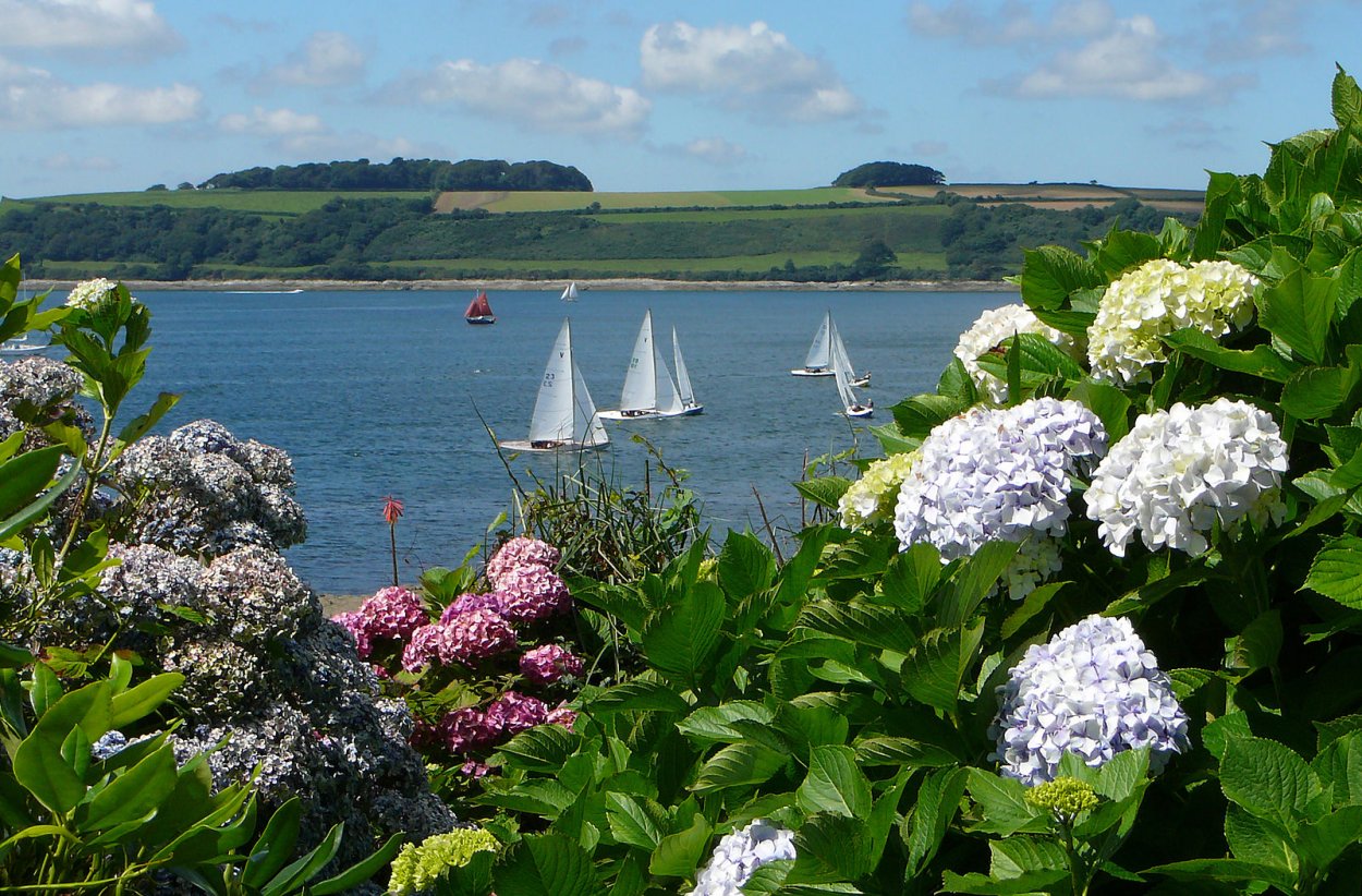 Гортензия в Италии