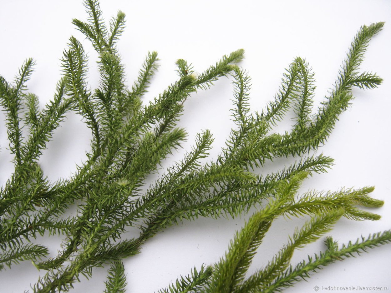 Lycopodium juniperoideum