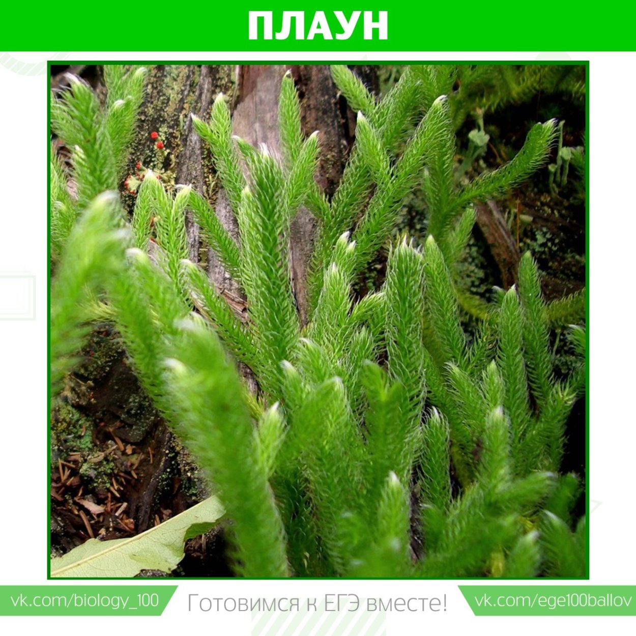 Семейные хвощи