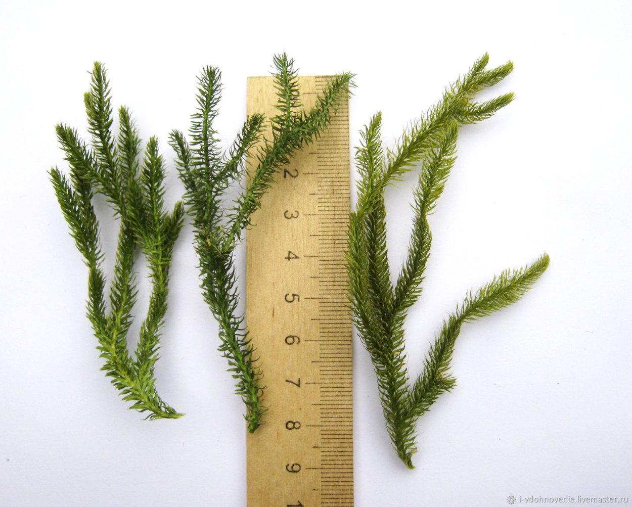 Хвощ большой