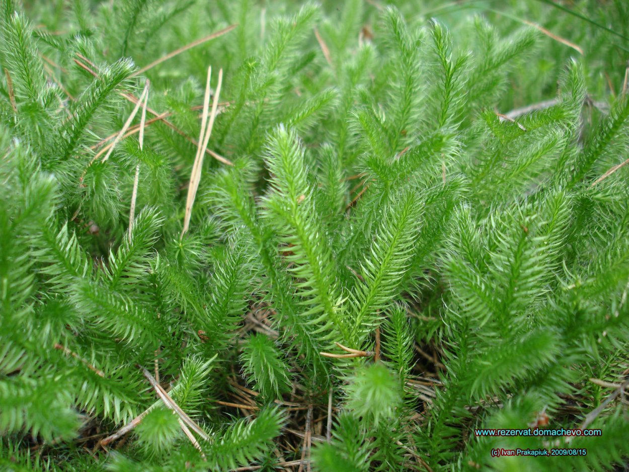 Lycopodium juniperoideum