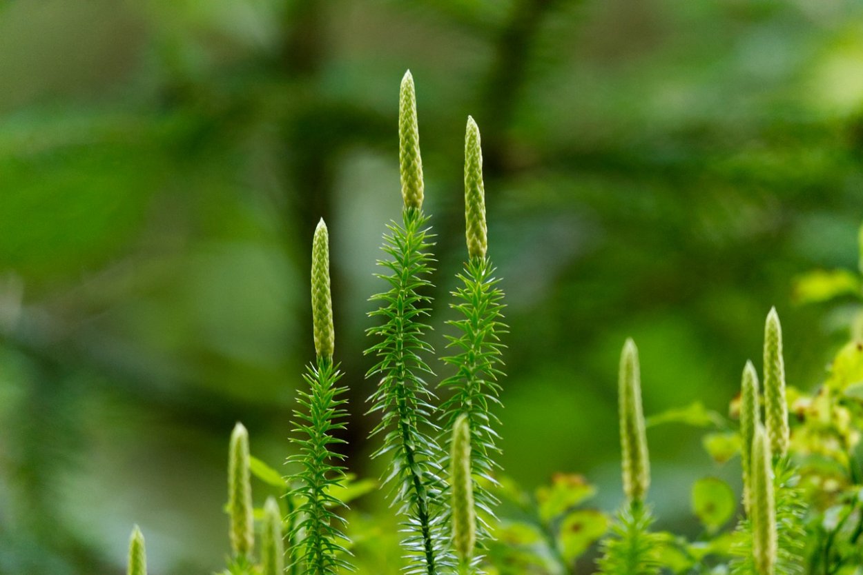 Плаун булавовидный (Lycopodium clavatum)