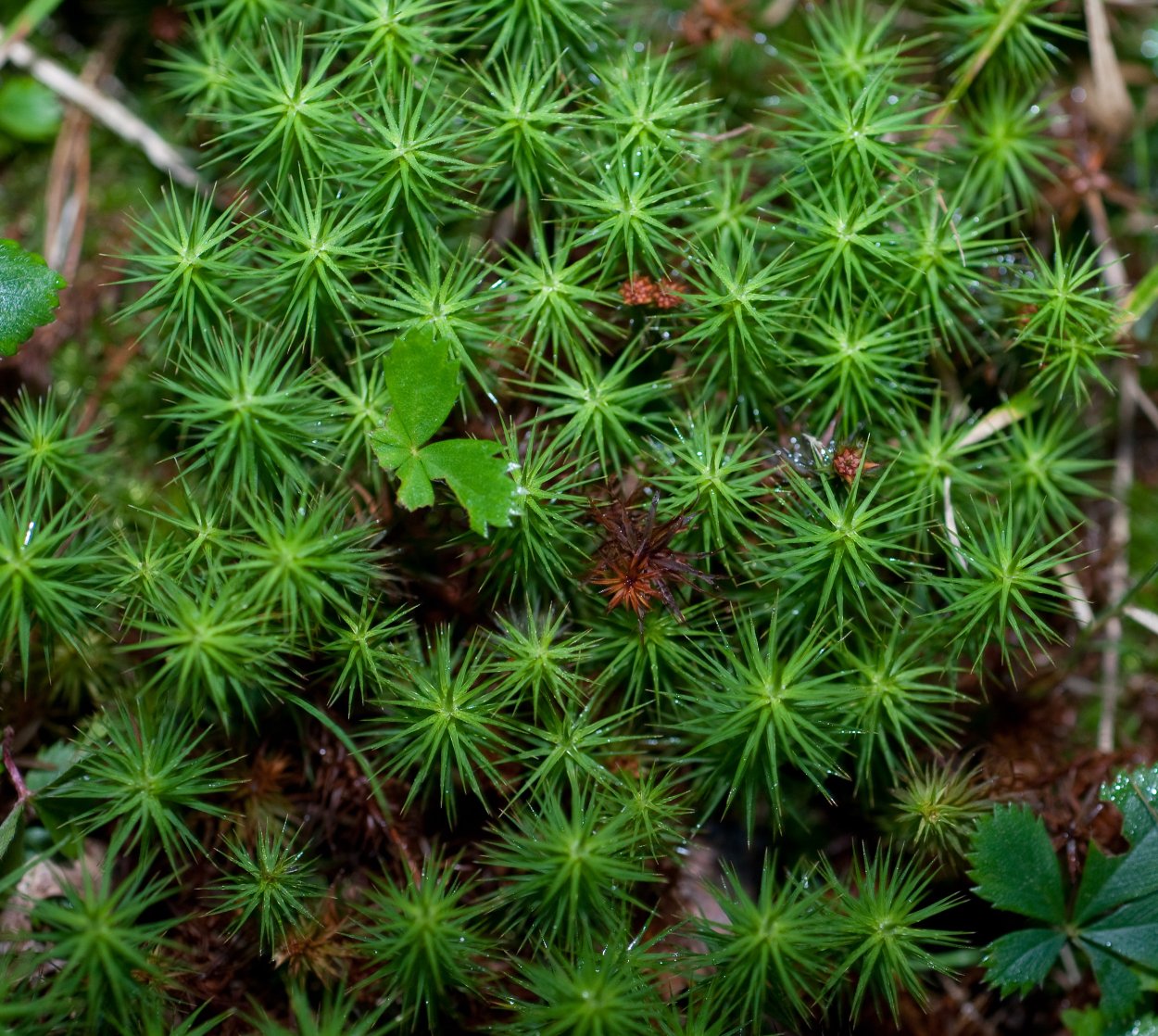 Плаун можжевельниковый