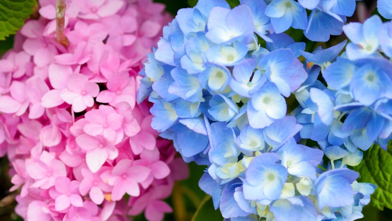 Цветы кусты