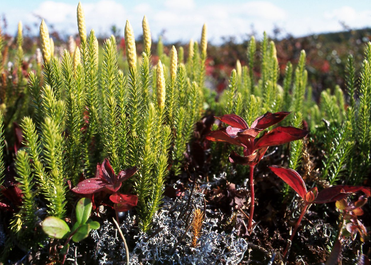 Lycopodium juniperoideum