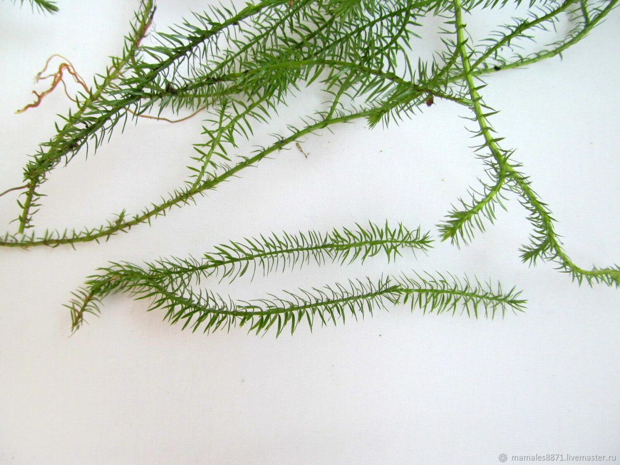 Ликоподиум селаго