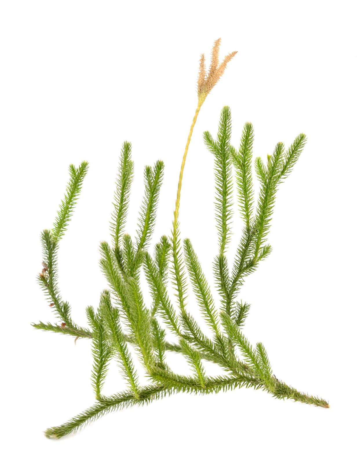 Селагинелла Сибирская плаун